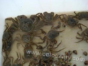 Baiyangdian river crab