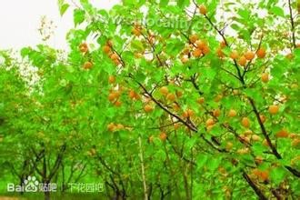 Xiahuayuan apricot flat