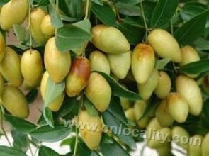 Changxindian white jujube