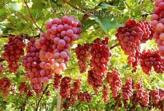 Huailai grapes