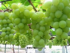 Yaorenshan crystal grapes