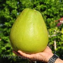 Xishuangbanna grapefruit