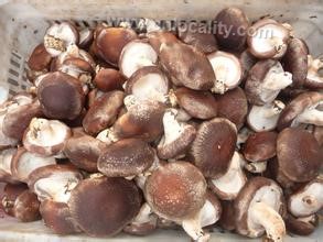 Zunhua shiitake mushroom