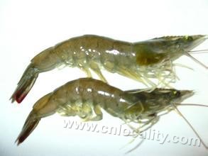 Shrimp in the Caspian Sea