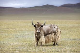 Tibetan alpine yak