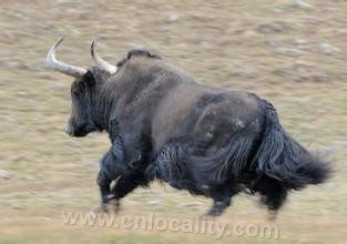 wild yak