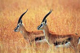 Tibetan antelope