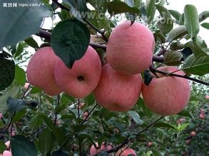 Shenze Red Fuji Apple