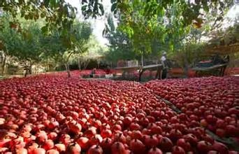 Yuanshi county pomegranate