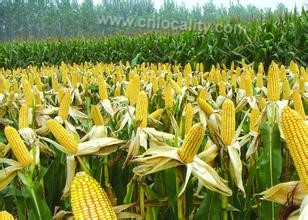 Luanping corn