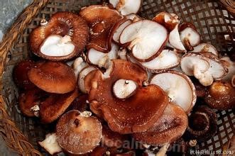 Mushrooms in Ningshan