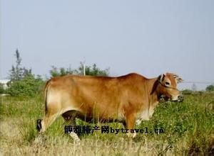 Xunyang red rock cattle