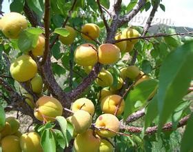 Prunus armeniaca