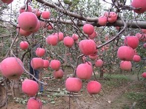 Xinglong apple