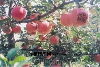 Jiuzhoulong apple