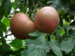 Tea shed tomato