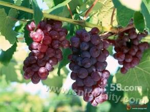 Baozigou grapes