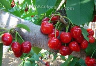 Jiangxian big cherry