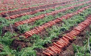 Jiayuguan nigou carrot