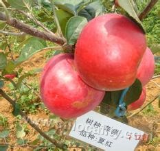 Xiahong apple