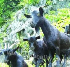 Qinshui black goat