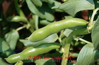 Huangzhong broad bean