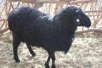 Toksun black sheep