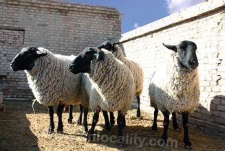 Manas Suffolk sheep