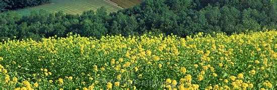 Baicheng yellow rape