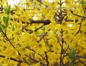 Forsythia Shangdang