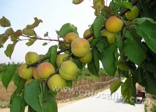 Hejiazhuang fresh peach