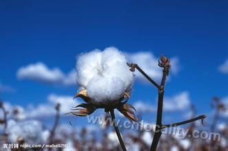 Huozhou cotton