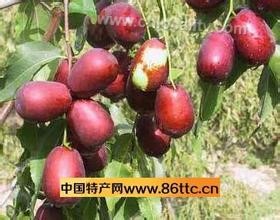 Huozhou jujube