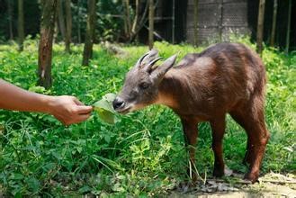 Goat with long mane