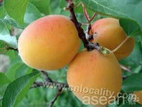 Apricot for Ma Shouren