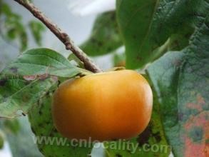 Fanlu persimmon