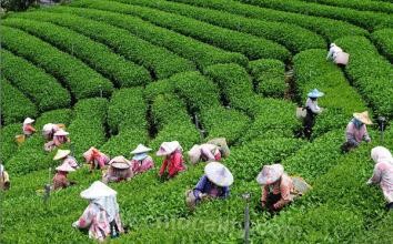 Alishan alpine tea