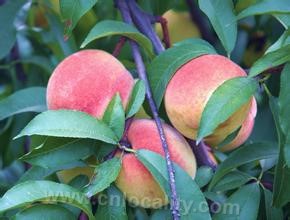 Big white peach and water white apricot