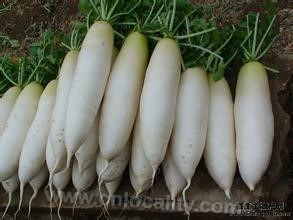 Kangtuan white radish