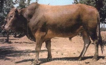 Jinan cattle