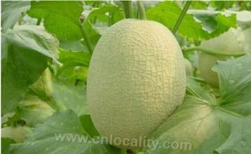 Melon in Wangxiaolou