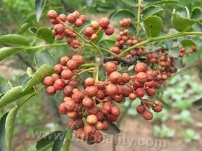 Zanthoxylum bungeanum in Shexian county