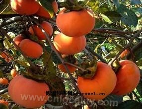 Persimmon in Shexian County