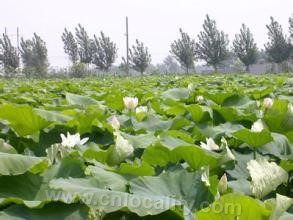 Cixian lotus root