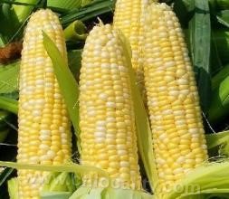 Quzhou sweet corn