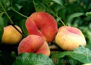 Linzhang flat peach