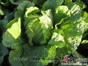 Jiaohe tribute cabbage