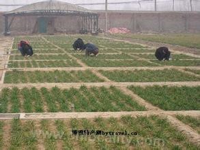 Winter wheat in Pingxiang