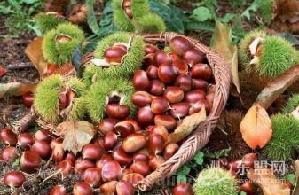 Xingtai chestnut