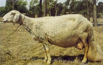 Hebei big-tailed Han sheep